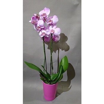 Orchidée rose