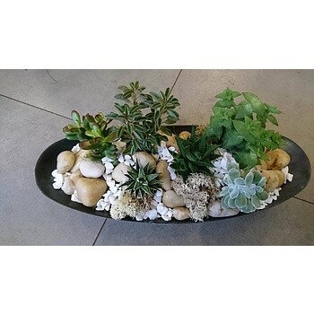 Coupe de plantes grasses