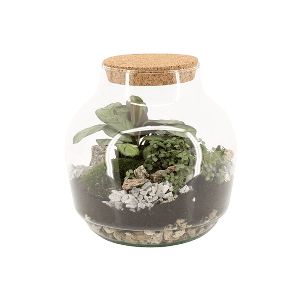 Terrarium 3