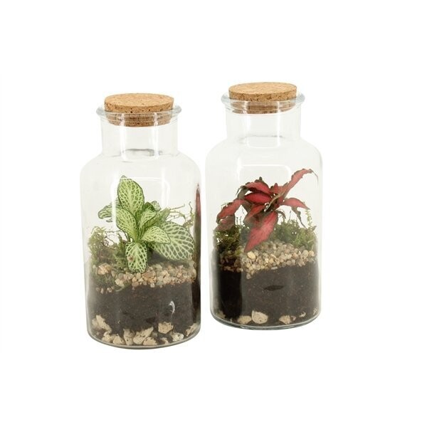 Terrarium 1