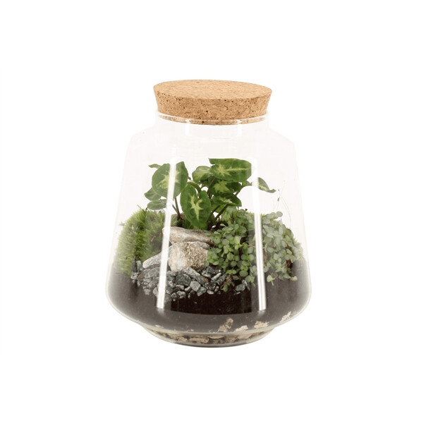 Terrarium 4