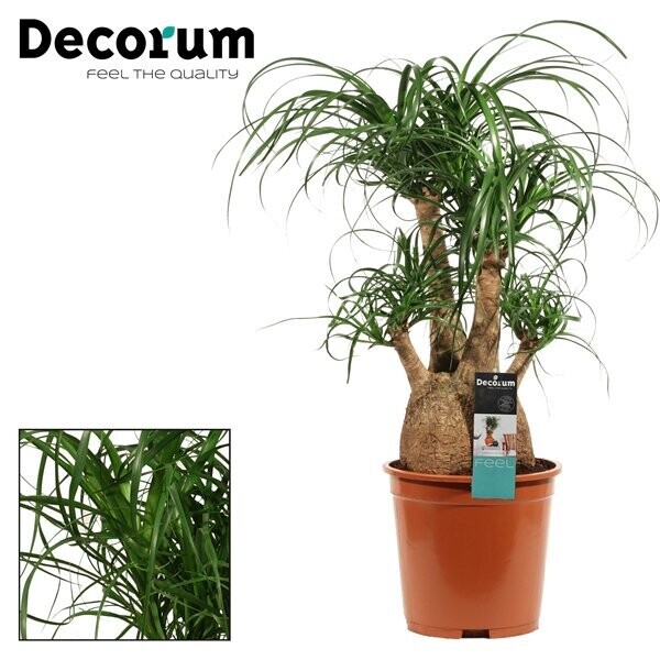Beaucarnea