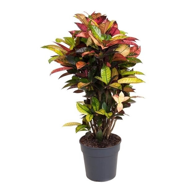 Codiaeum Mrs Iceton