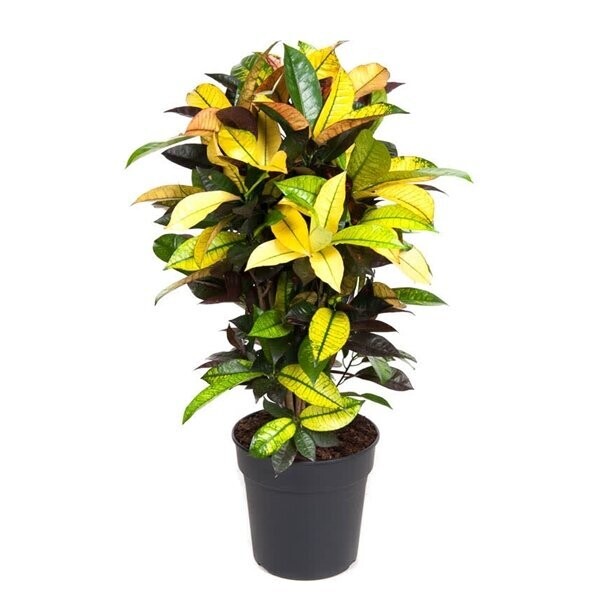 Codiaeum Mrs Iceton