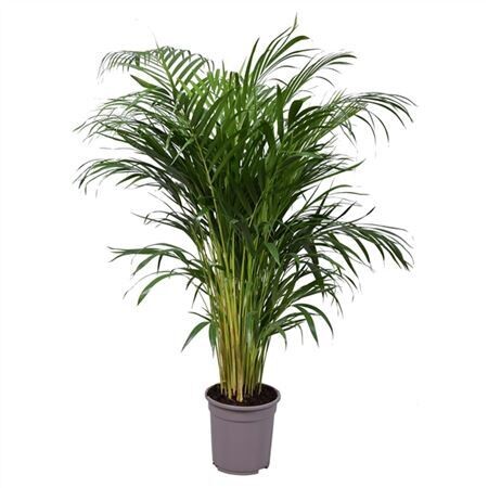 Chrysalidocarpus Areca