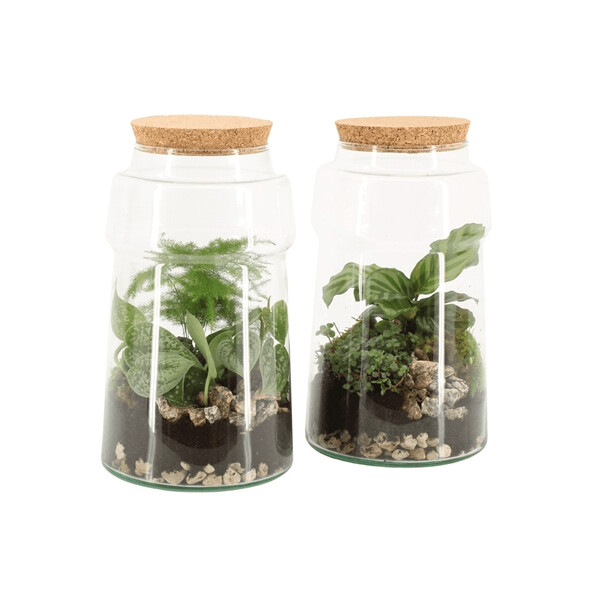 Terrarium 2