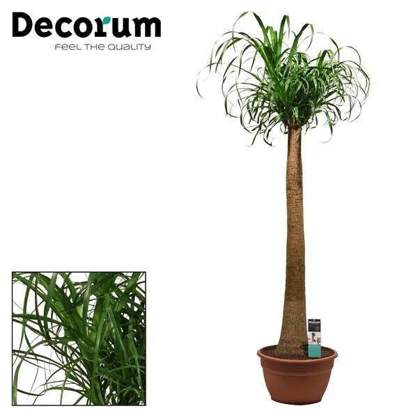 Beaucarnea