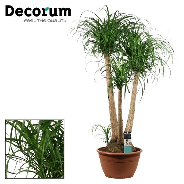 Beaucarnea