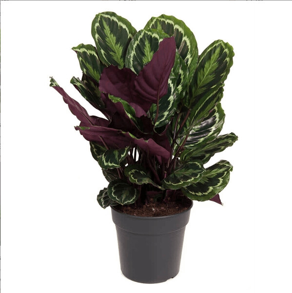 Calathea medallion