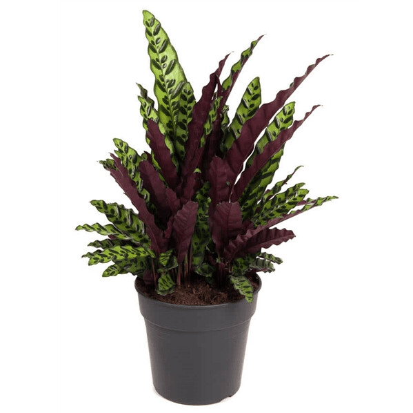 Calathea Lancifolia