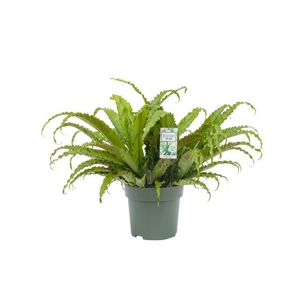 Asplenium Osaka