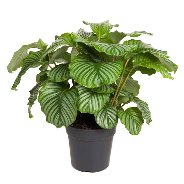 Calathea orbifolia