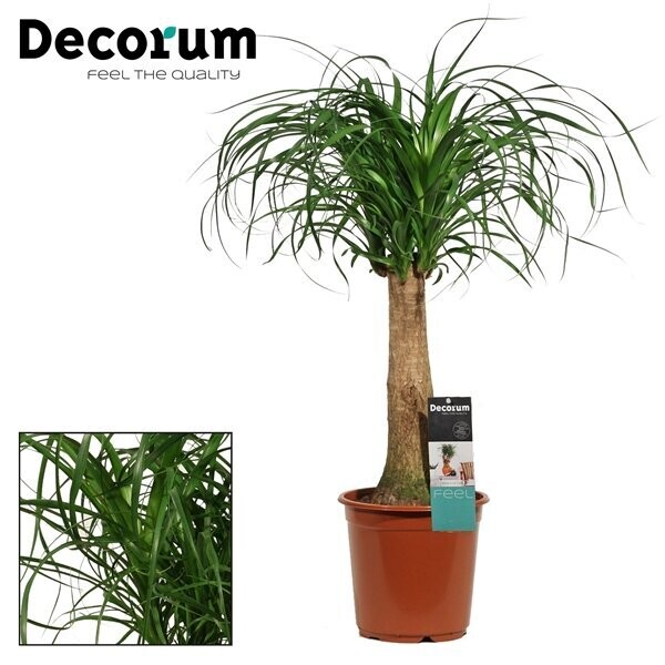 Beaucarnea