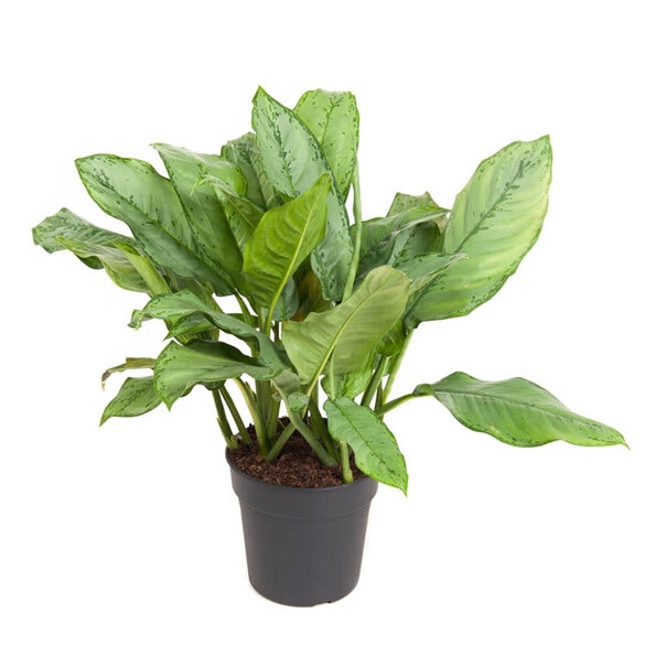 Aglaonema B.j. Freedman