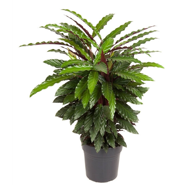 Calathea wavestar
