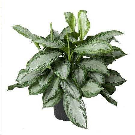 Aglaonema Silver Bay