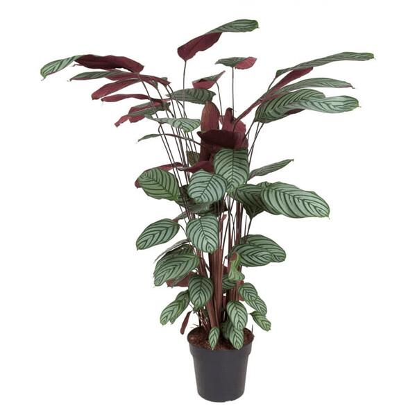 Calathea Oppenheimiana