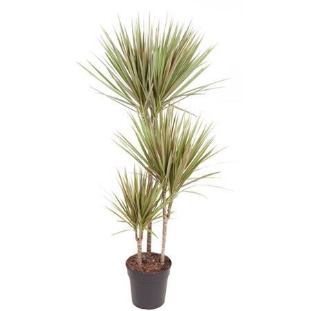 Dracaena Bicolor 60-30-15