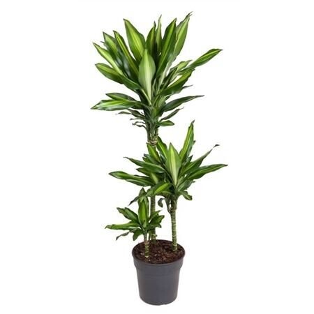 Dracaena Cintho 60-30-15