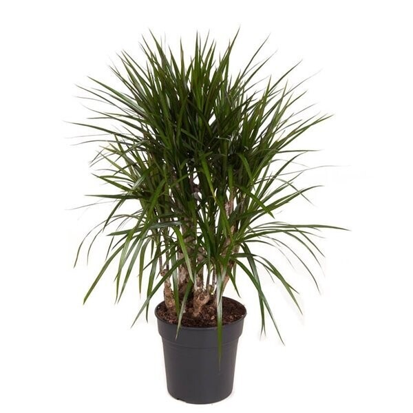 Dracaena Marginata