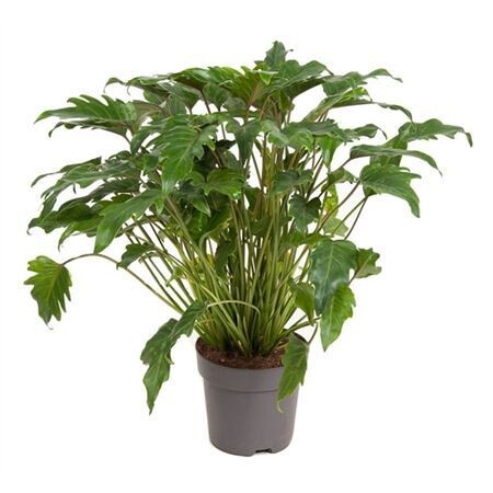 Philodendron Xanadu