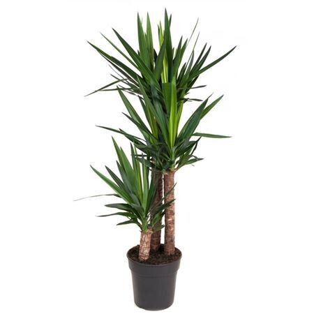Yucca 90-60-30