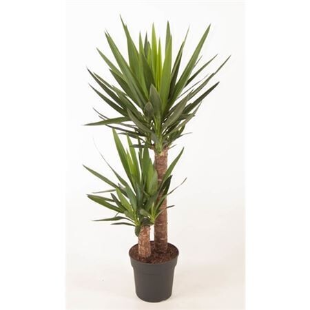 Yucca 60-30