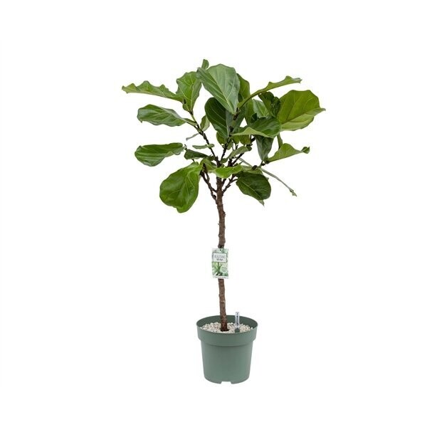 Ficus Lyrata