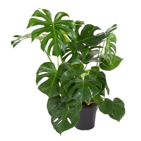 Monstera Deliciosa