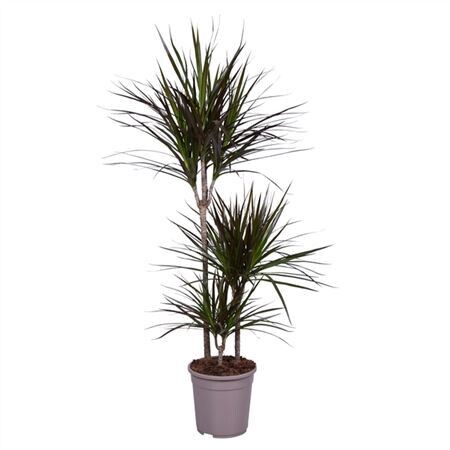 Dracaena Marginata 60-30-15