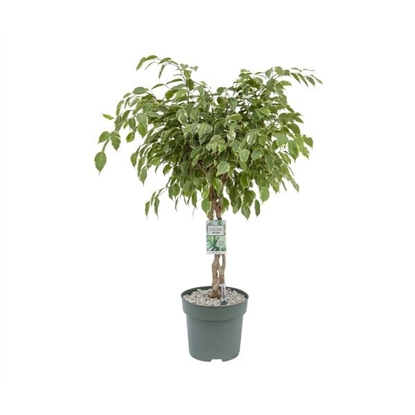 Ficus Golden King