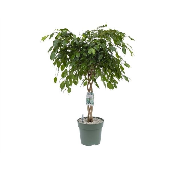 Ficus Exotica