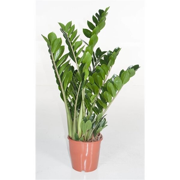 Zamioculcas Zamiifolia