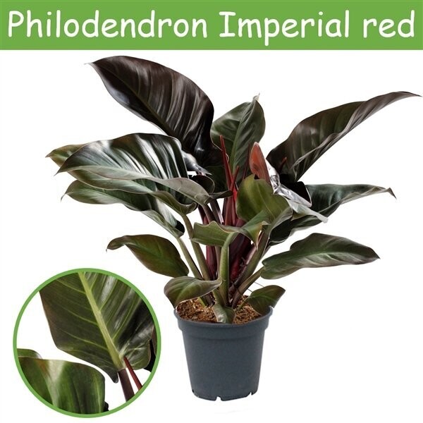 Philo Imperial Rouge