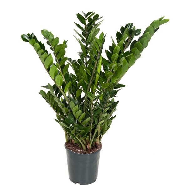 Zamioculcas Zamiifolia