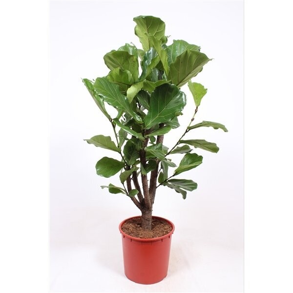 Ficus Lyrata