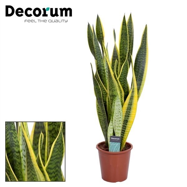 Sansevieria Laurentii