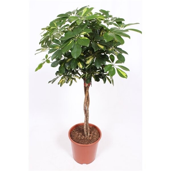 Schefflera Gold Capella