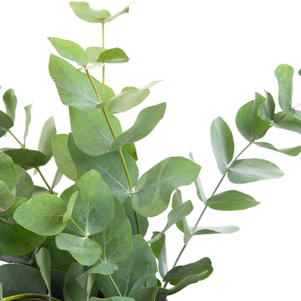 Eucalyptus