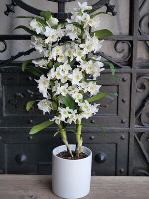 Dendrobium blanc