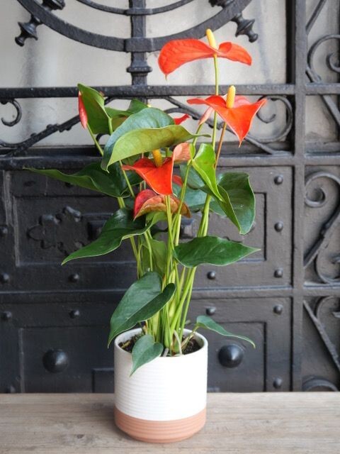 Petit anthurium