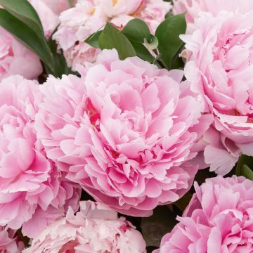 Pivoines roses