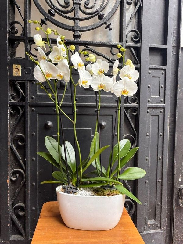 Coupe d'Orchidées Blanches