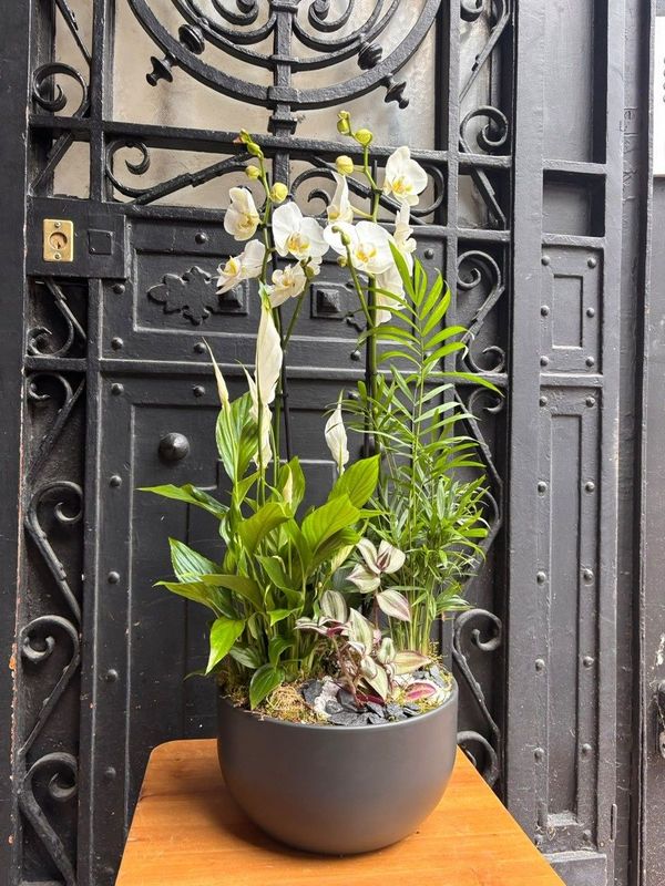 Coupe Orchidée variée