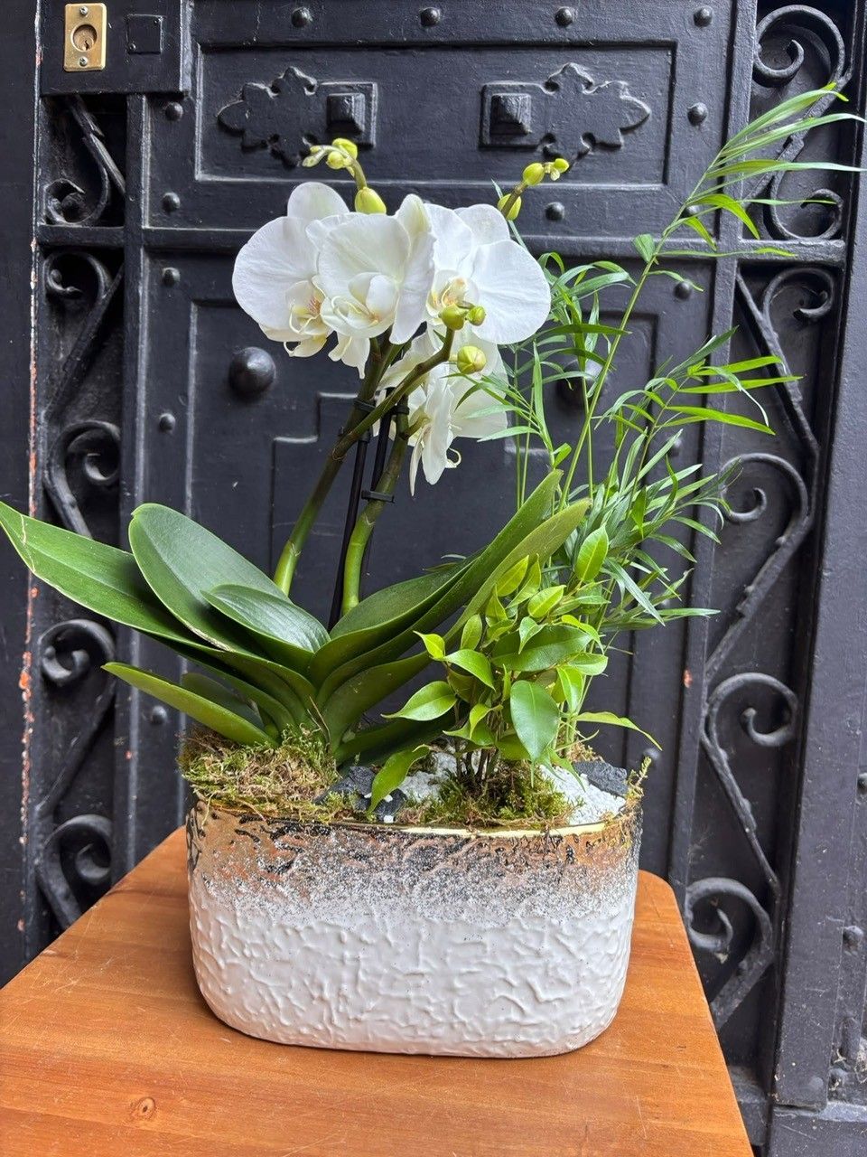P'tite Coupe Orchidée variée