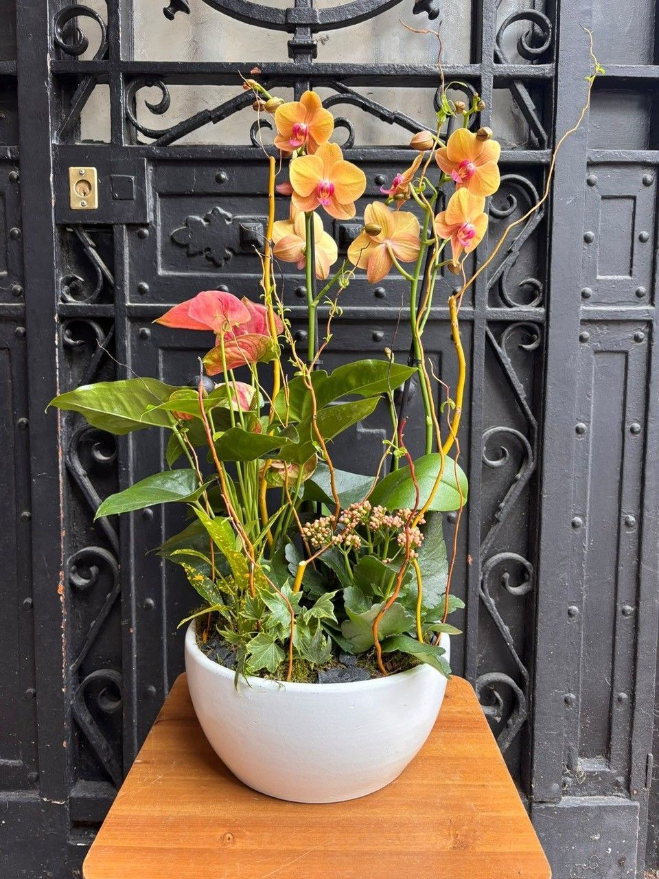 Coupe Orchidée colorée