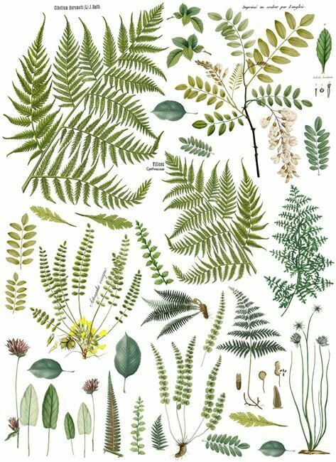 Fronds Botanical Decor Transfer