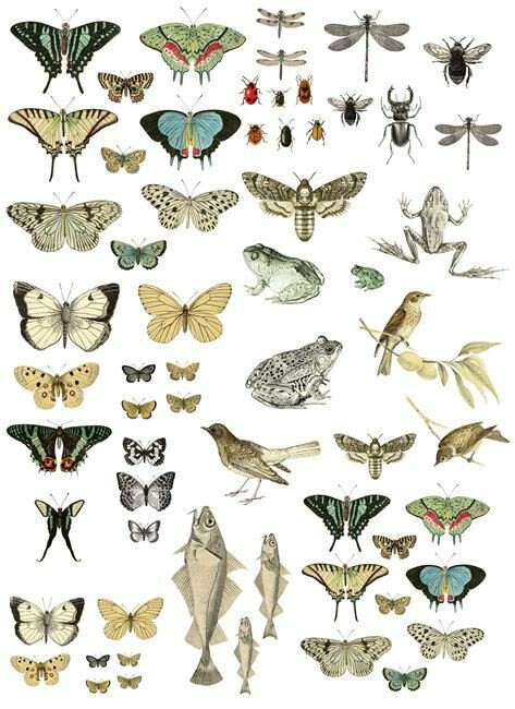 Entomology Decor Transfer