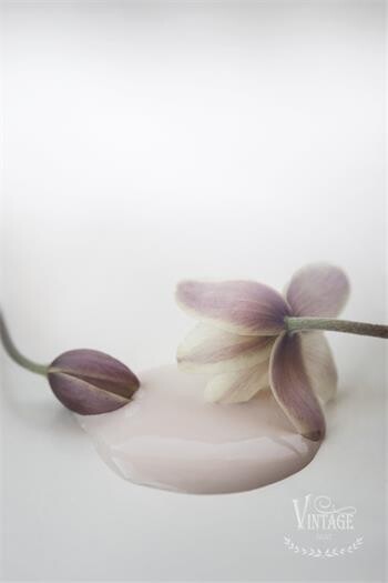 Antique Rose Vintage Paint 700ml