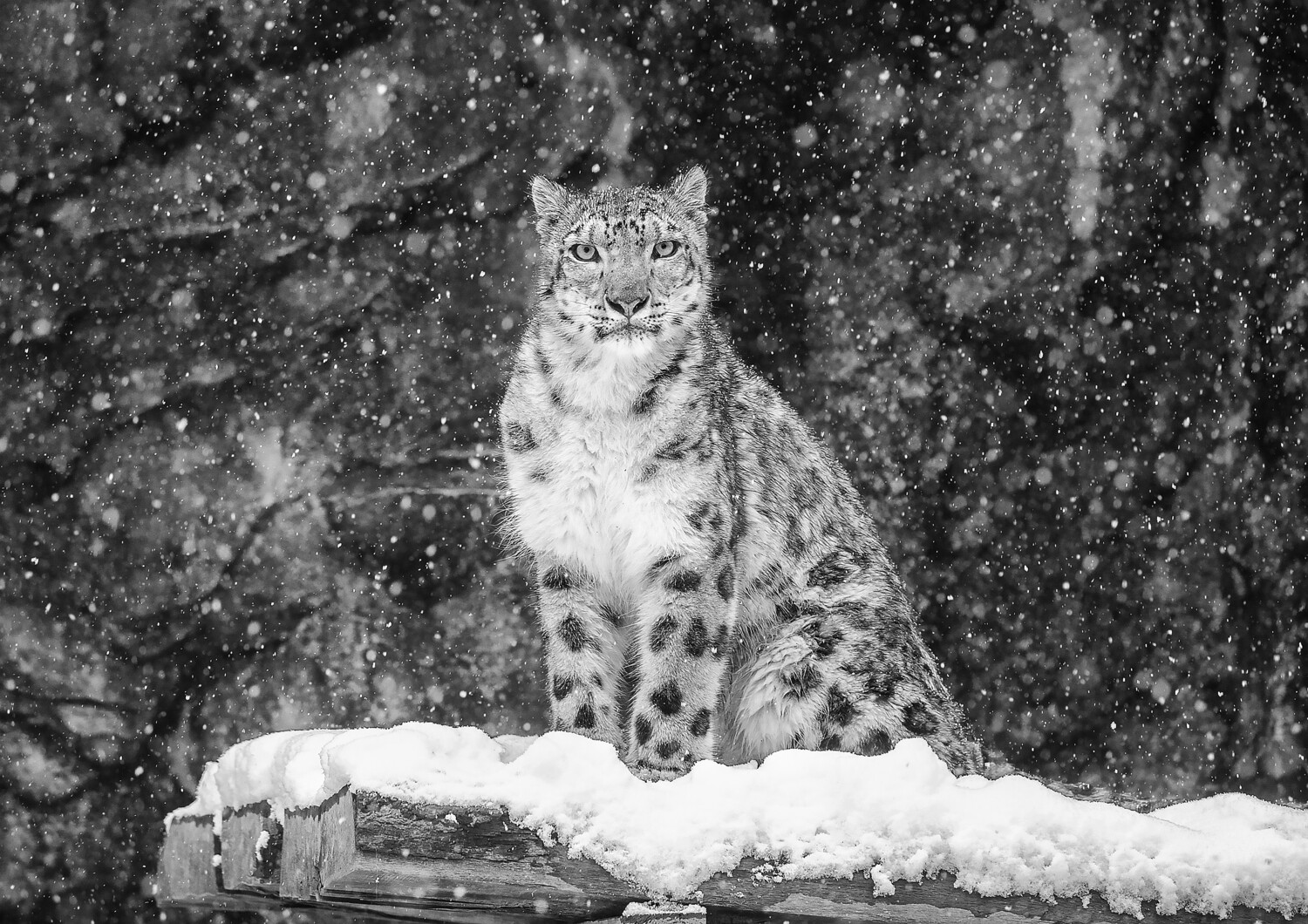 Snow Leopard in Snow A3+ size